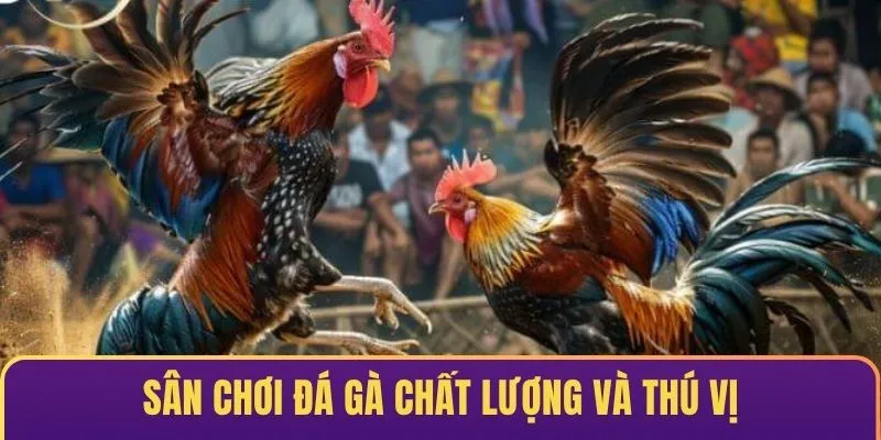 Sân chơi đá gà U888 chất lượng và thú vị