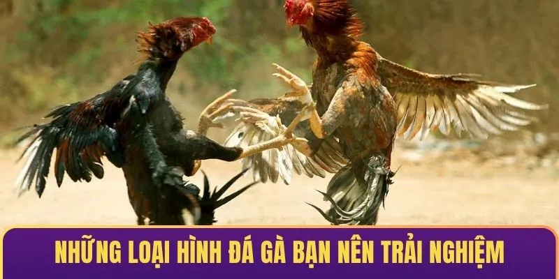 Những loại hình đá gà U888 hấp dẫn bạn nên trải nghiệm