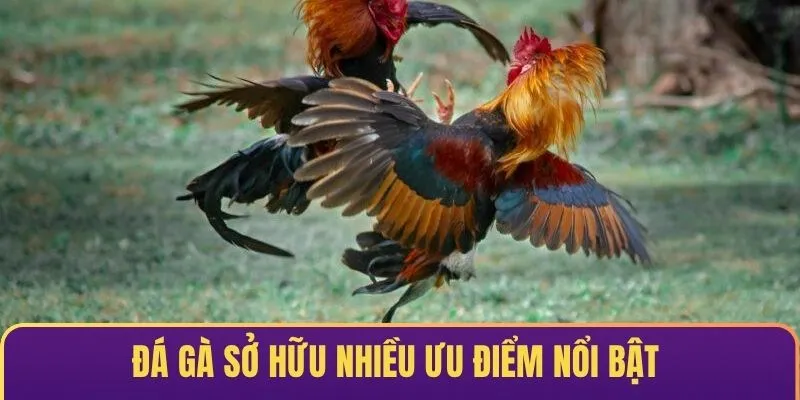 Đá gà tại U888 sở hữu nhiều ưu điểm nổi bật thu hút khách hàng